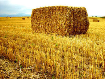    biofuels.dk