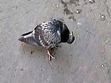     , ,     ,   -     ,   