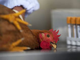 "     H5N1.           ,     "