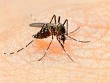     Aedes aegypti