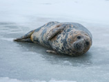   ,    2014   1,6   (     (WWF)  2013       - 370,1  )