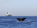 В Средиземном море начались поиски кораблей с грузом оружия для ИГ В Средиземном море начались поиски кораблей с грузом оружия для ИГ