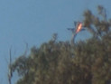 Эрдоган не извинялся перед Кремлем за сбитый Су-24, он просто выразил сожаление - пресс-секретарь Эрдоган не извинялся перед Кремлем за сбитый Су-24, он просто выразил сожаление - пресс-секретарь