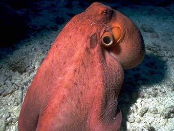 ,    divegallery.com
