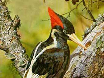   ,    50birds.com 