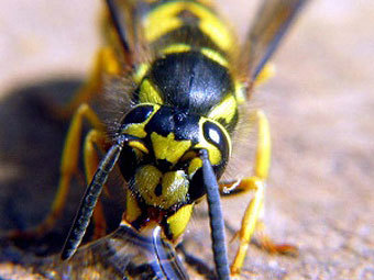 .    Biologydaily.com