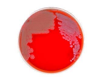   .    textbookofbacteriology.net