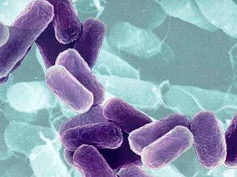 Escherichia coli.    ufl.edu