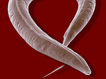   C. elegans.    space.gc.ca
