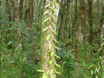   Vanilla planifolia.   David Monniaux   wikipedia.org