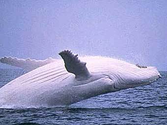  .    migaloowhale.org.