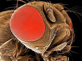 Drosophila melanogaster.    pbs.org