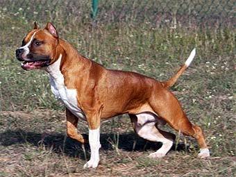  .    dogbreedinfo.com