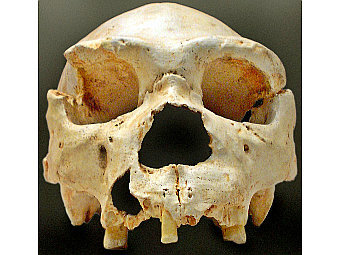  Homo heidelbergensis.   Locutus Borg   wikipedia.org