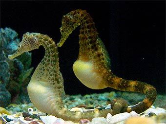   Haplochromis   wikipedia.org
