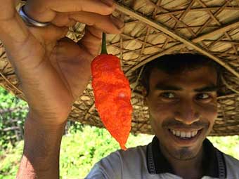 Bhut Jolokia.    scienceblogs.com