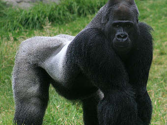   Gorilla gorilla.   Mila Zinkova   wikipedia.org