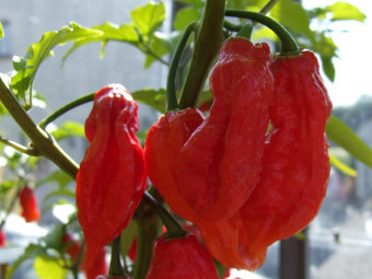 Bhut Jolokia.    listsoplenty.com