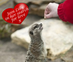     .    meerkatmatch.com