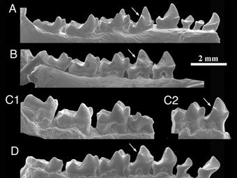   Teilhardina.    pnas.org