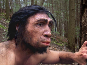  Homo erectus.   