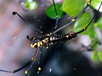 Nephila maculata.    richard-seaman.com