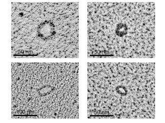  ()   () ,    .  Shibata et al./Science