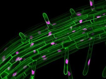  Arabidopsis thaliana.      ,   - .  Fernan Federici