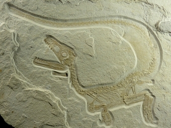 Sciurumimus albersdoerferi.  H. Tischlinger/Jura Museum Eichstätt