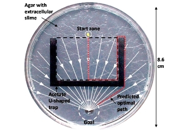  (),  (),  U-     .     .    Reid et al., PNAS, 2012