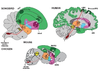   ,   .    Arriaga et al., 2012