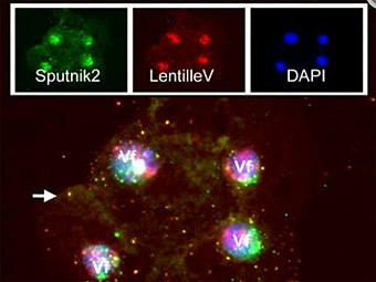    ,    .  Desnues, et al., PNAS, 2012